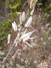 Asphodelus serotinus