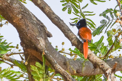 Terpsiphone viridis plumbeiceps