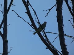 Vireo olivaceus