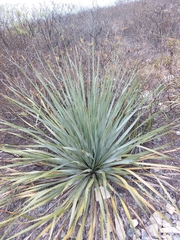 Dasylirion cedrosanum