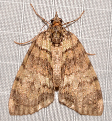 Hydriomena perfracta