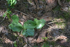 Platanthera macrophylla