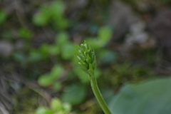 Platanthera macrophylla