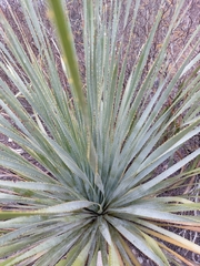 Dasylirion cedrosanum