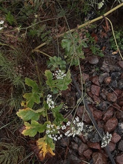 Heracleum sphondylium sibiricum