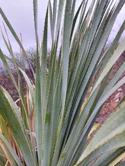 Dasylirion cedrosanum