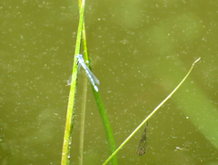 Coenagrion resolutum