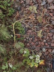 Heracleum sphondylium sibiricum