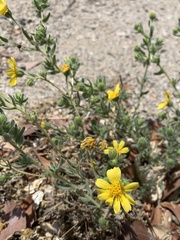 Deinandra pallida