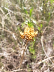 Flaveria campestris