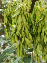 Fraxinus angustifolia oxycarpa