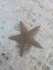Astropecten jonstoni