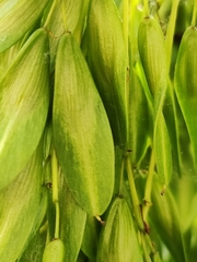 Fraxinus angustifolia oxycarpa