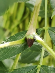 Fraxinus angustifolia oxycarpa