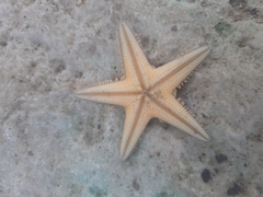 Astropecten jonstoni