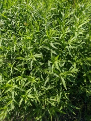 Galatella biflora