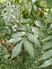 Fraxinus angustifolia oxycarpa