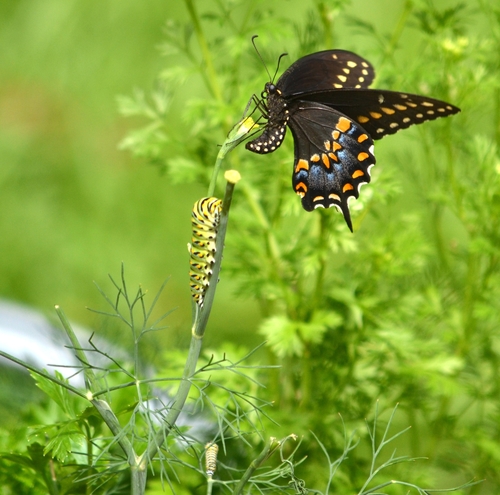 Black Swallowtail, photo 7 of 10