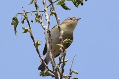 Vireo philadelphicus
