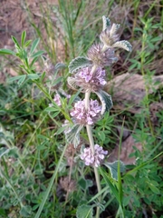 Marrubium supinum
