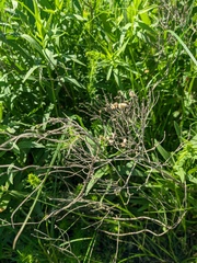 Galatella biflora