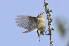 Vireo philadelphicus