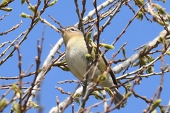 Vireo philadelphicus