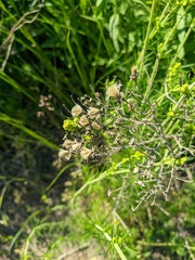 Galatella biflora