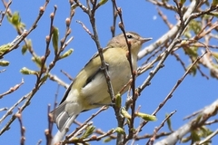 Vireo philadelphicus