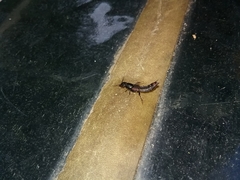 Platydracus cinnamopterus