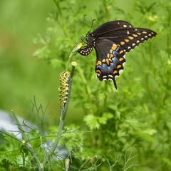 Papilio polyxenes