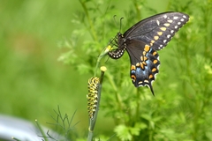 Papilio polyxenes