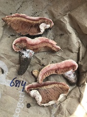 Lactarius salmoneus