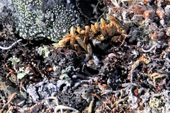 Selaginella sibirica