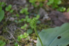 Platanthera macrophylla