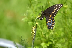 Papilio polyxenes