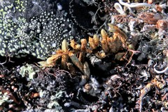 Selaginella sibirica