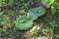 Platanthera macrophylla