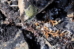 Selaginella sibirica