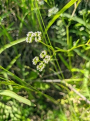 Valerianella dentata