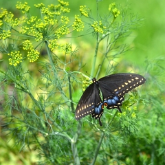 Papilio polyxenes