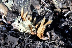 Selaginella sibirica