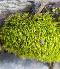 Dicranella heteromalla