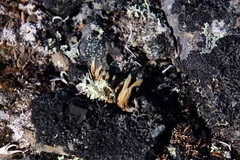 Selaginella sibirica