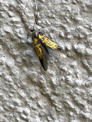 Schiffermuelleria schaefferella