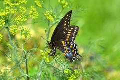 Papilio polyxenes