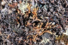 Selaginella sibirica