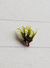 Dicranella heteromalla