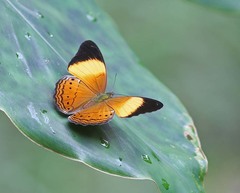 Cirrochroa orissa