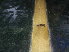 Platydracus cinnamopterus